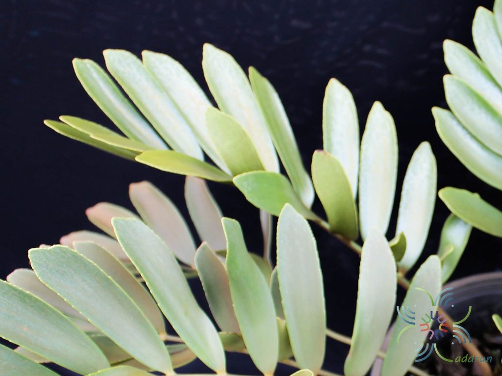 ปรงเม็กซิกัน Zamia furfuracea L.f. ex Aiton