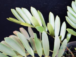ปรงเม็กซิกัน Zamia furfuracea L.f. ex Aiton