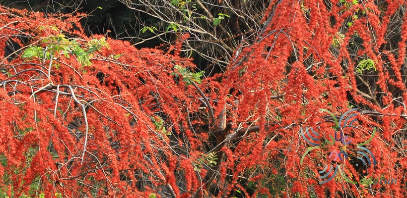 ประดู่แดง Phyllocarpus septentrionalis Donn.Sm.