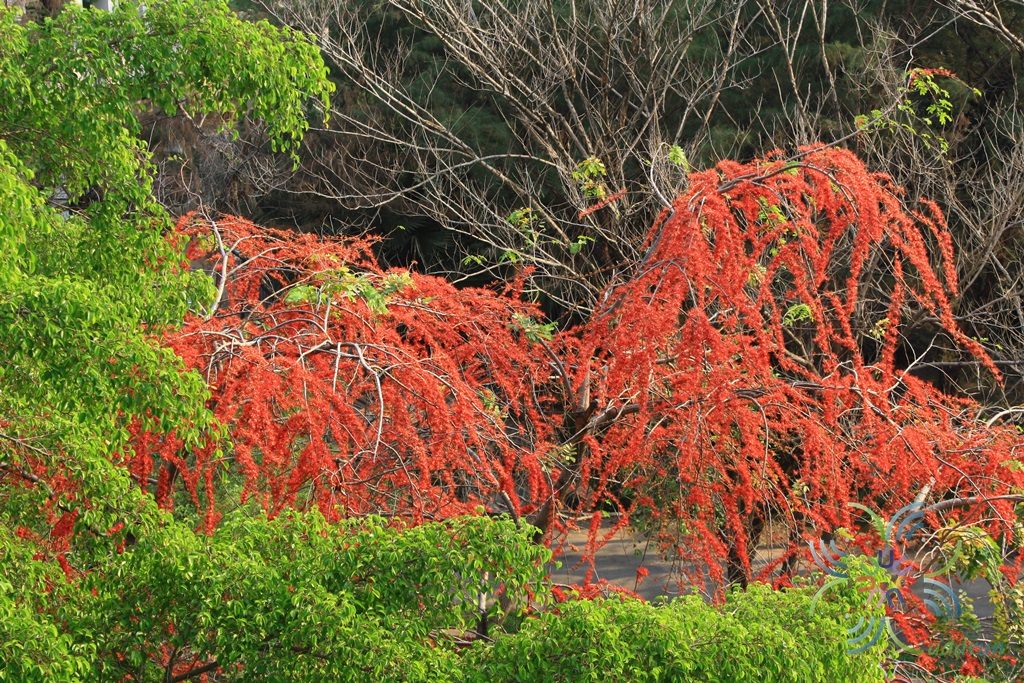 ประดู่แดง Phyllocarpus septentrionalis Donn.Sm.