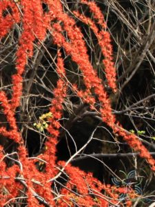 ประดู่แดง Phyllocarpus septentrionalis Donn.Sm.