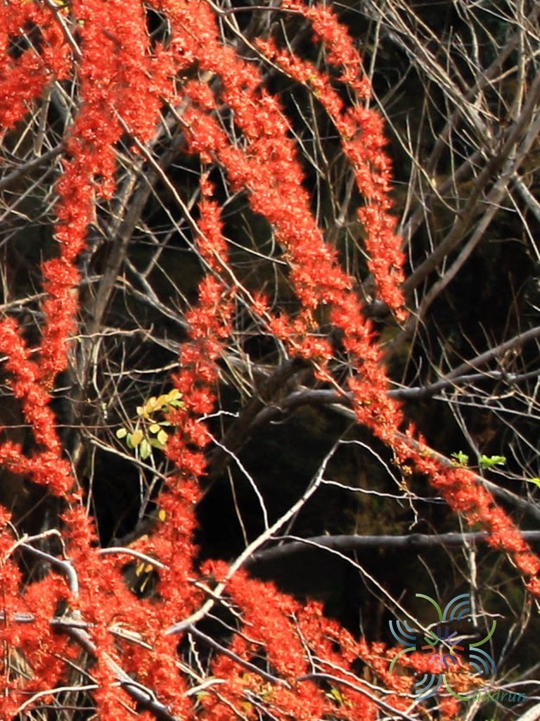 ประดู่แดง Phyllocarpus septentrionalis Donn.Sm.