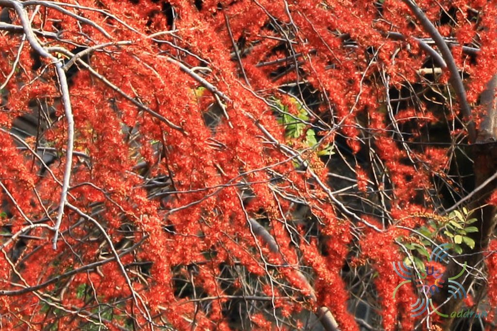 ประดู่แดง Phyllocarpus septentrionalis Donn.Sm.