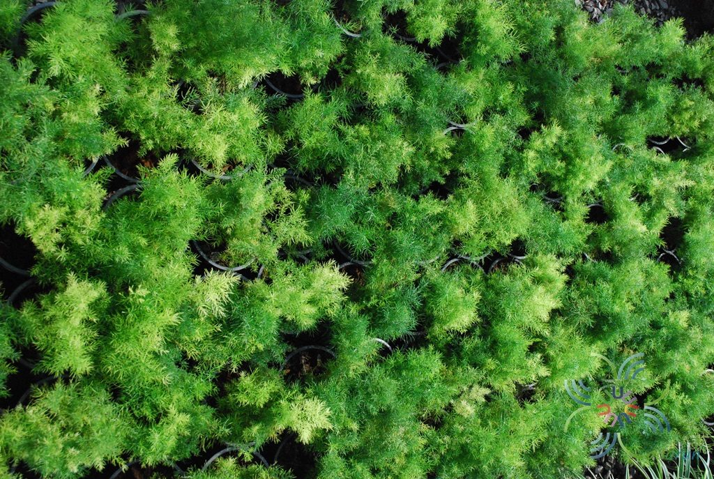 ปริกน้ำค้าง Asparagus densiflorus (Kunth) Jessop