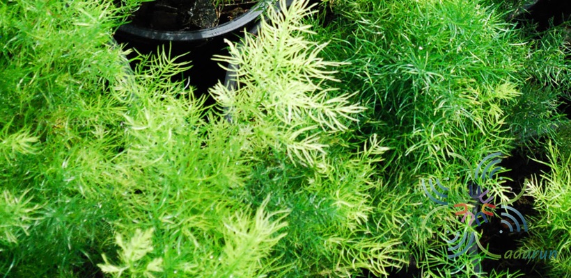 ปริกน้ำค้าง Asparagus densiflorus (Kunth) Jessop