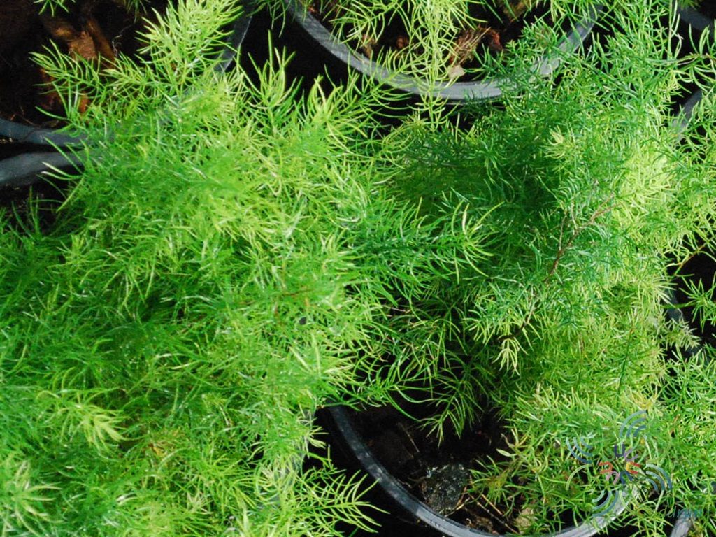 ปริกน้ำค้าง Asparagus densiflorus (Kunth) Jessop