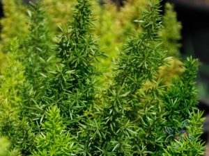 ปริกหางกระรอก Asparagus densiflorus (Kunth) Jessop. ‘Myers’