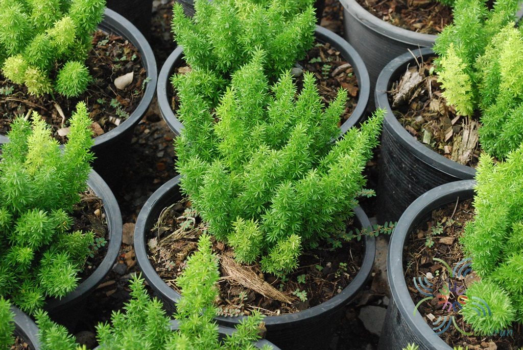 ปริกหางกระรอก Asparagus densiflorus (Kunth) Jessop. ‘Myers’