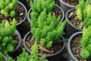 ปริกหางกระรอก Asparagus densiflorus (Kunth) Jessop. ‘Myers’