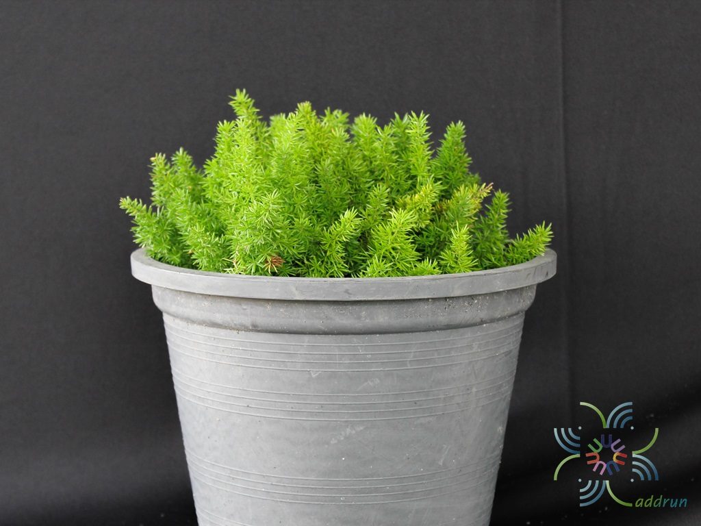 ปริกหางกระรอก Asparagus densiflorus (Kunth) Jessop. ‘Myers’