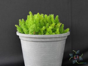 ปริกหางกระรอก Asparagus densiflorus (Kunth) Jessop. ‘Myers’