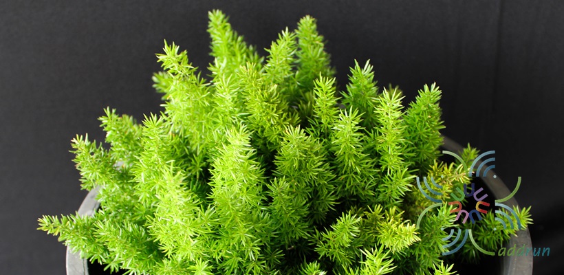 ปริกหางกระรอก Asparagus densiflorus (Kunth) Jessop. ‘Myers’