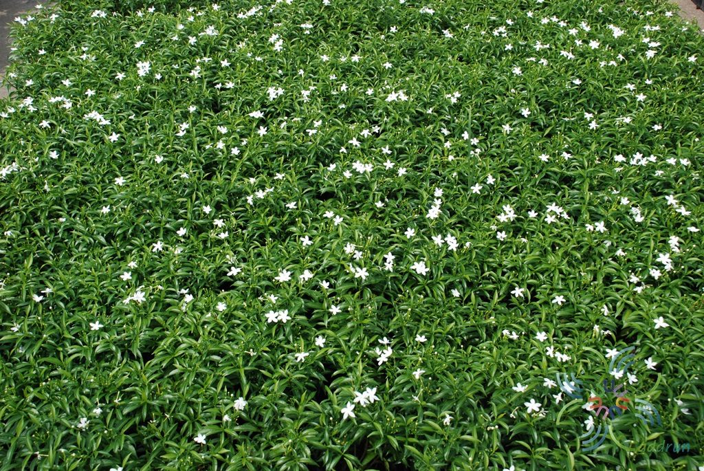 พุดศุภโชค Gardenia jasminoides