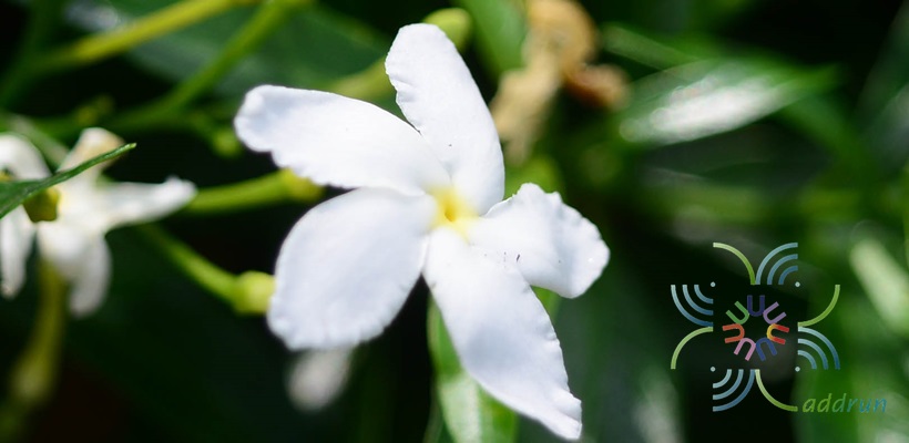 พุดศุภโชค Gardenia jasminoides
