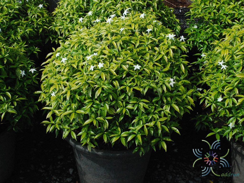 พุดศุภโชค Gardenia jasminoides