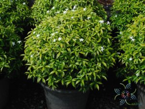 พุดศุภโชค Gardenia jasminoides