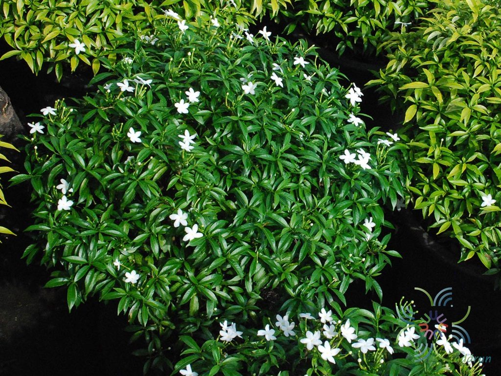พุดศุภโชค Gardenia jasminoides