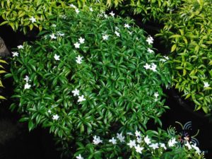 พุดศุภโชค Gardenia jasminoides