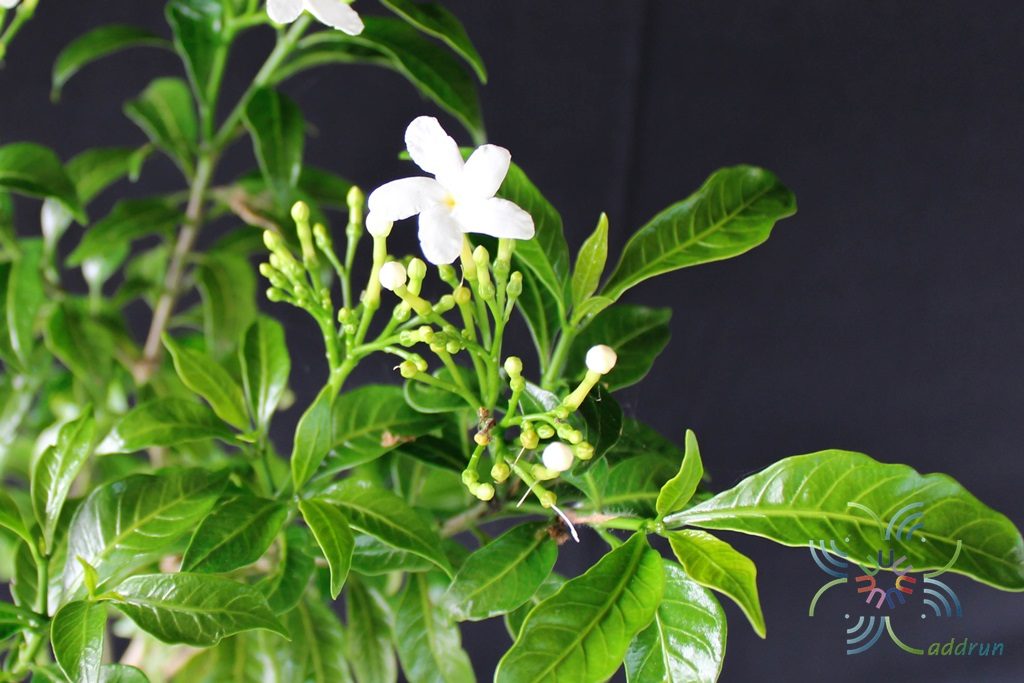 พุดศุภโชค Gardenia jasminoides