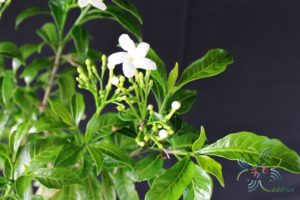 พุดศุภโชค Gardenia jasminoides