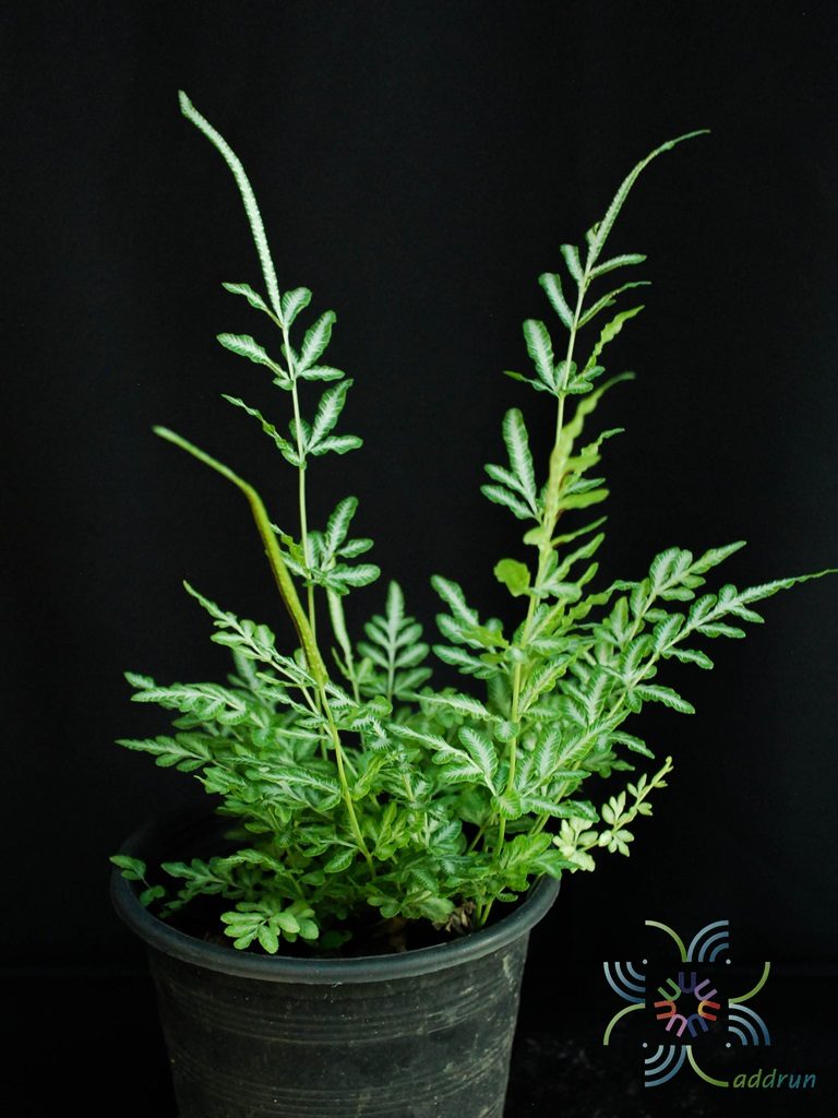 เฟินเงิน Pteris ensiformis Burm. f.