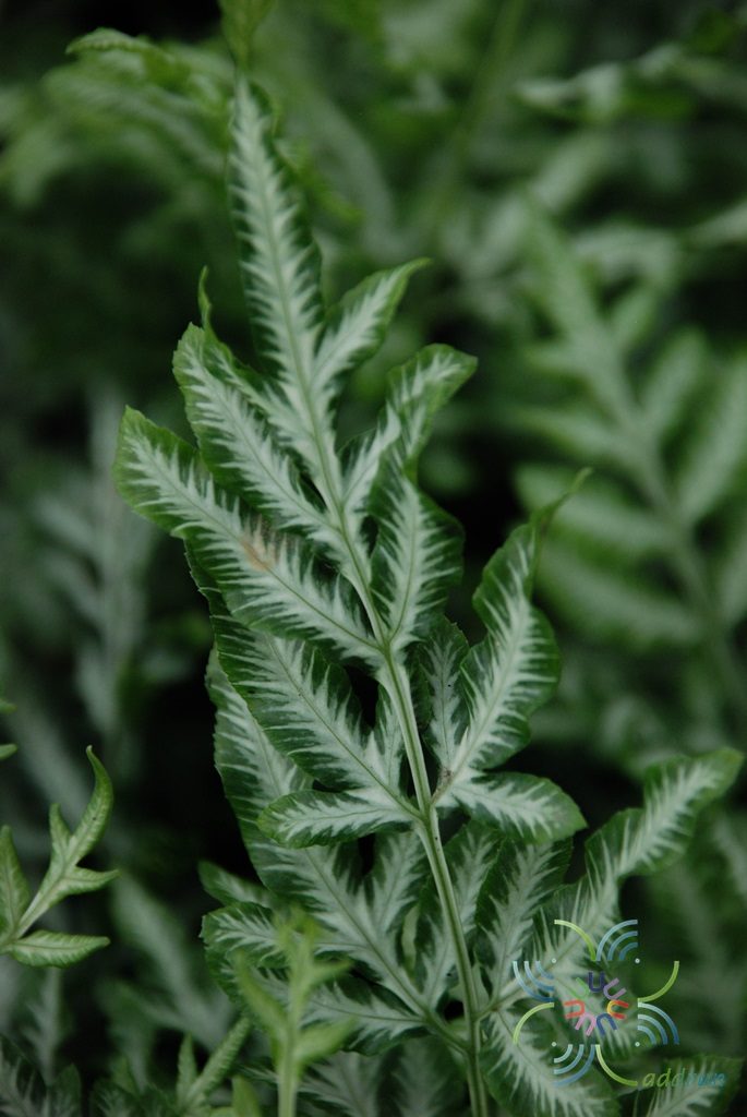 เฟินเงิน Pteris ensiformis Burm. f.