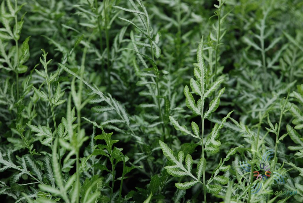 เฟินเงิน Pteris ensiformis Burm. f.