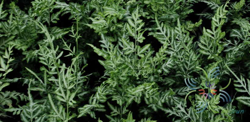 เฟินเงิน Pteris ensiformis Burm. f.