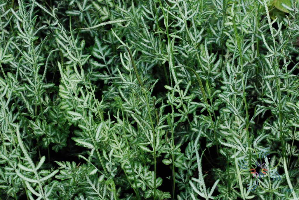 เฟินเงิน Pteris ensiformis Burm. f.