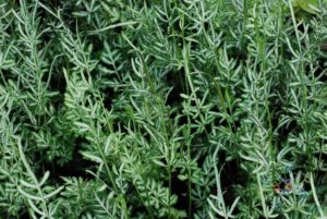เฟินเงิน Pteris ensiformis Burm. f.