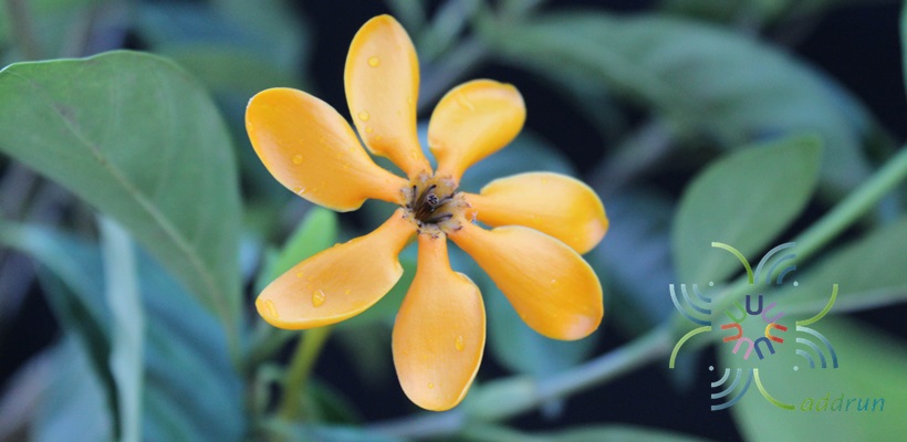 พุดน้ำบุศย์ Gardenia carinata Wall. ex Roxb.