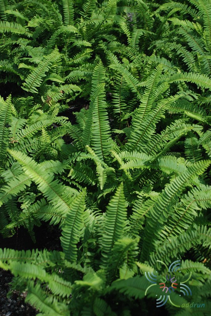 เฟินใบมะขาม #1 Nephrolepsis cordifolia (L.) Presl