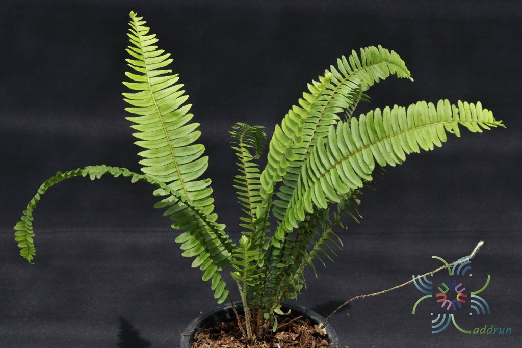 เฟินใบมะขาม Nephrolepsis cordifolia (L.) Presl