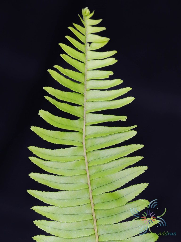 เฟินใบมะขาม Nephrolepsis cordifolia (L.) Presl