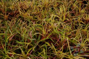 โกสนเจ้าสัว Codiaeum variegatum (L.) Rumph. ex A.Juss.
