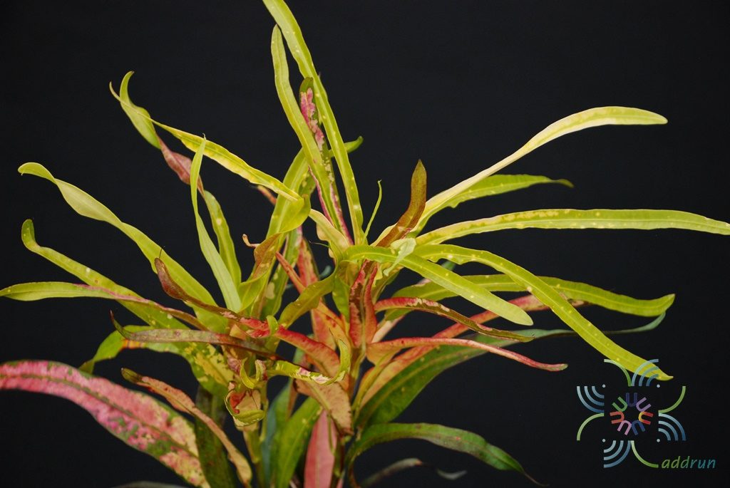 โกสนเจ้าสัว Codiaeum variegatum (L.) Rumph. ex A.Juss.