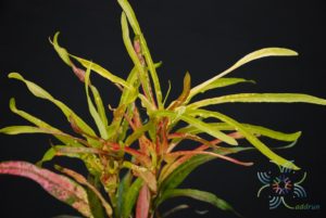 โกสนเจ้าสัว Codiaeum variegatum (L.) Rumph. ex A.Juss.
