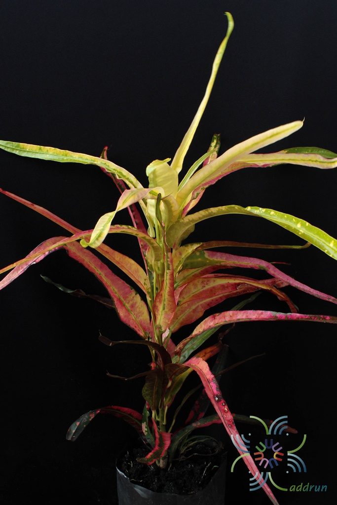 โกสนเจ้าสัว Codiaeum variegatum (L.) Rumph. ex A.Juss.