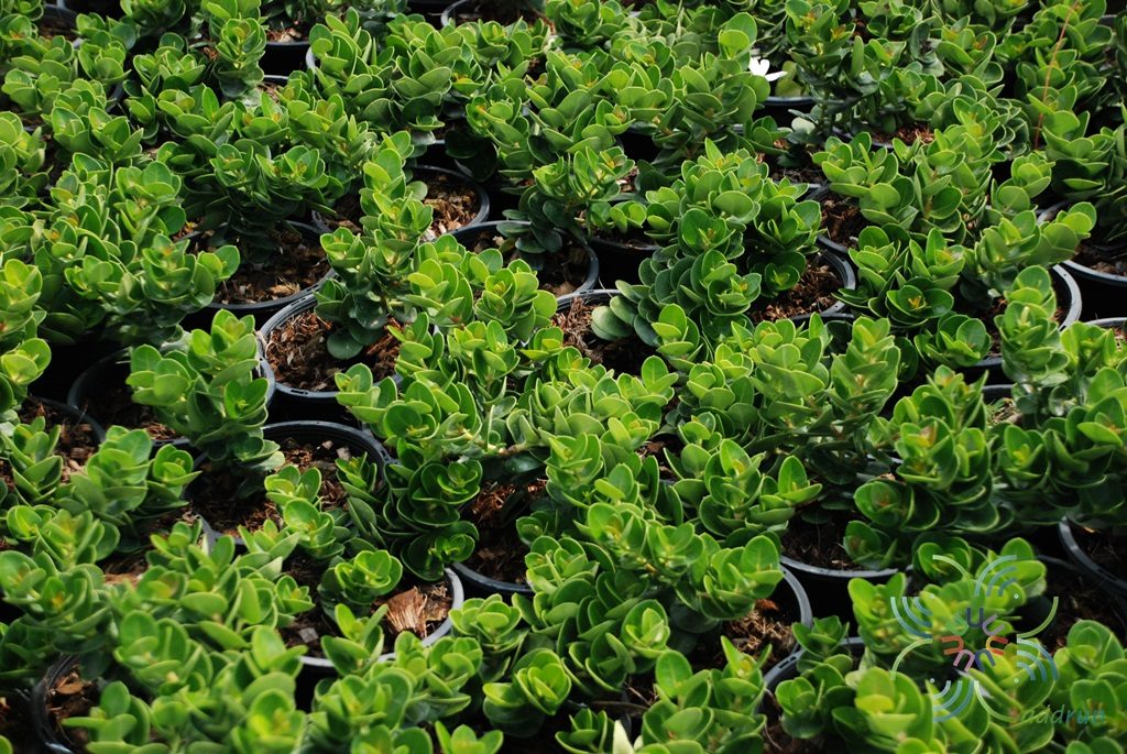 หีบไม้งาม Carissa macrocarpa (Ecklon) A.DC. ‘Boxwood Beauty’
