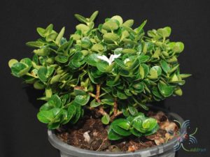 หีบไม้งาม Carissa macrocarpa (Ecklon) A.DC. ‘Boxwood Beauty’
