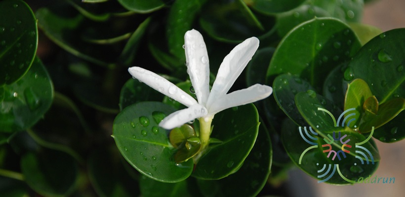 หีบไม้งาม Carissa macrocarpa (Ecklon) A.DC. ‘Boxwood Beauty’