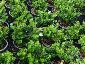 หีบไม้งาม Carissa macrocarpa (Ecklon) A.DC. ‘Boxwood Beauty’