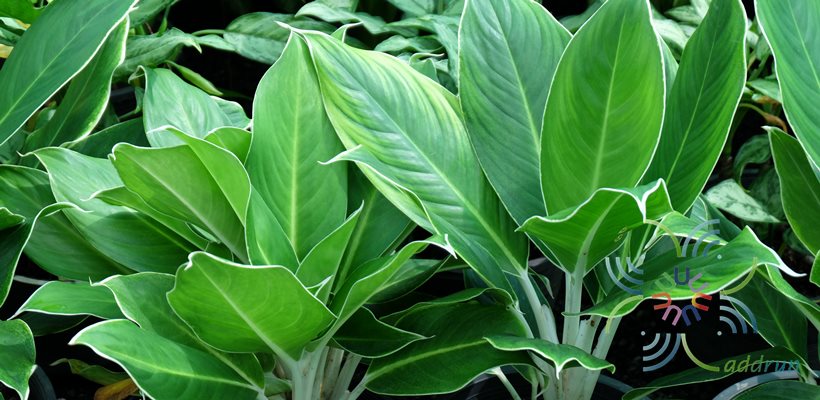 อโกลนีมา หยกกาญจนา Aglaonema sp. ‘Yokkanchana’