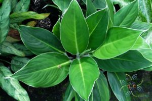 อโกลนีมา หยกกาญจนา Aglaonema sp. ‘Yokkanchana’