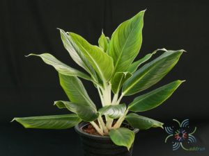 อโกลนีมา หยกกาญจนา Aglaonema sp. ‘Yokkanchana’