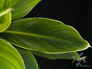 อโกลนีมา หยกกาญจนา Aglaonema sp. ‘Yokkanchana’