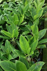 อโกลนีมา หยกกาญจนา Aglaonema sp. ‘Yokkanchana’