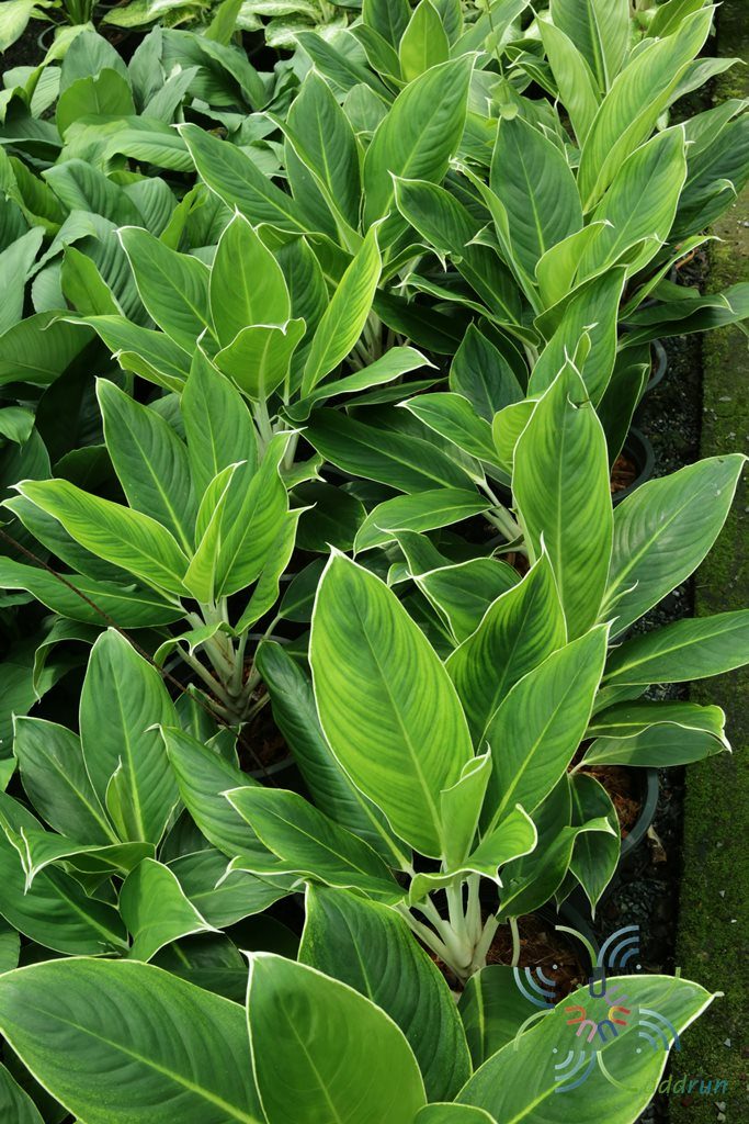 อโกลนีมา หยกกาญจนา Aglaonema sp. ‘Yokkanchana’