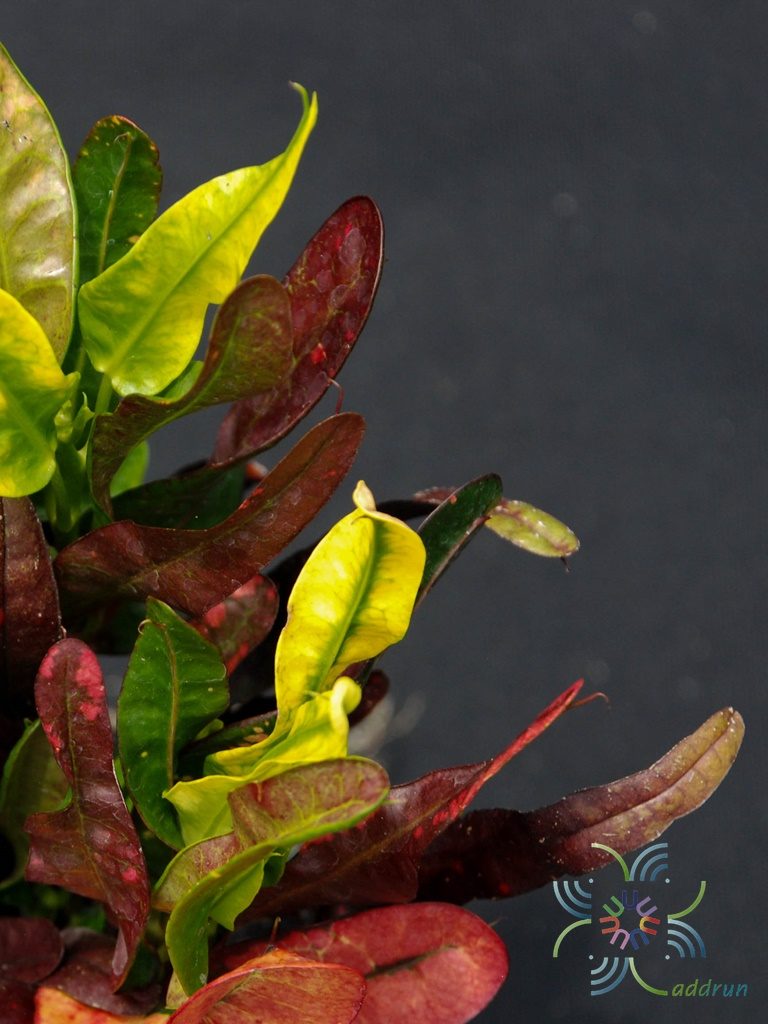 โกสนเจ้าสัวใบสั้น Codiaeum variegatum (L.) Rumph. ex A.Juss.