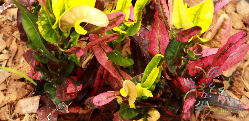 โกสนเจ้าสัวใบสั้น Codiaeum variegatum (L.) Rumph. ex A.Juss.